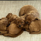 Several puppies in a pile lying on a Kuranda Dog Bed