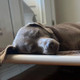 Dog resting on a Kuranda Dog Bed