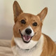 A Corgi sitting on a Kuranda Dog Bed with a fleece pad