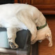 A puppy resting on a Kuranda bed, the puppy's head is hanging off the side of the bed