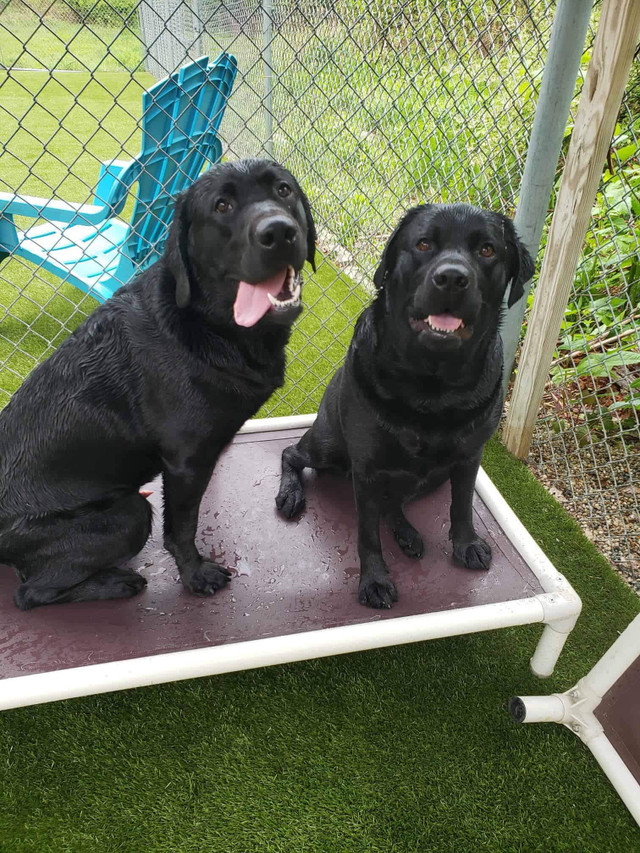 Two Dogs on a Kuranda Bed