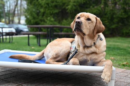 September is National Service Dog Month