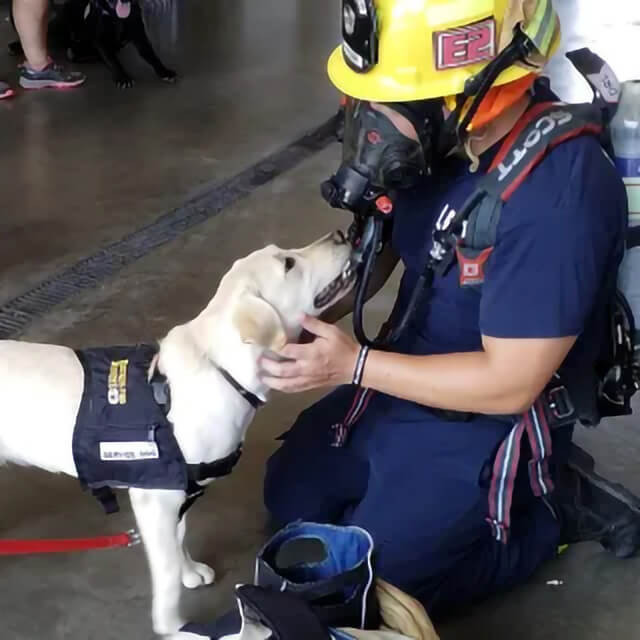 A Service Dog with a first responder