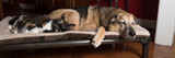 Dog Pads & Accessories