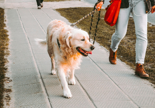 Staying Active: Fitness for Fido & You