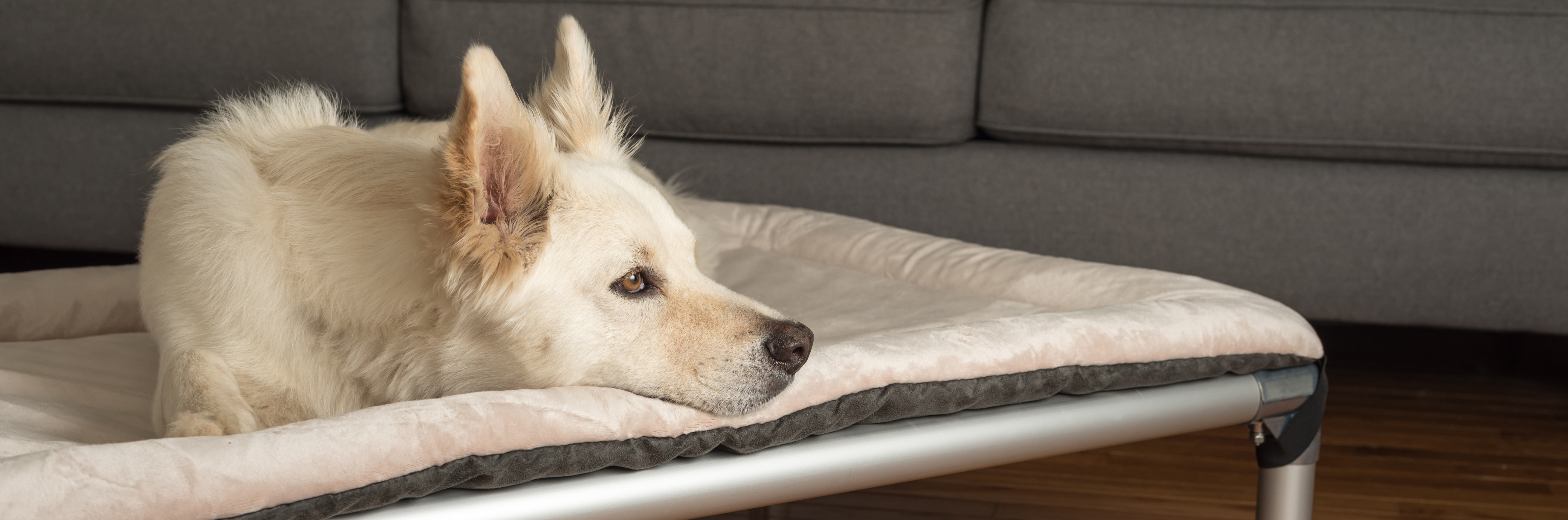A dog outdoors resting on a Kuranda Dog Bed