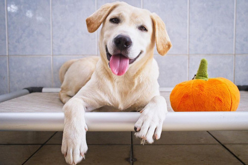 5 Dog-Friendly Events: Fall Fun Near Baltimore, Maryland