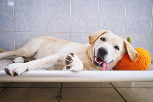 Halloween Safety Tips for Pets