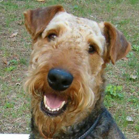 Profile of the face of an Airedale Terrier dog