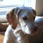Profile of the face of a Braque Du Bourbonnais dog