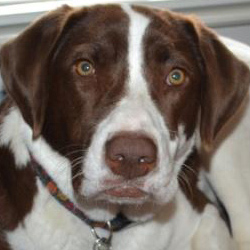 Profile of the face of a Brittany Spaniel dog