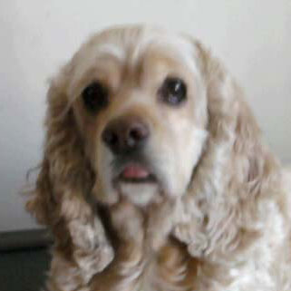 Profile of the face of a Cocker Spaniel dog