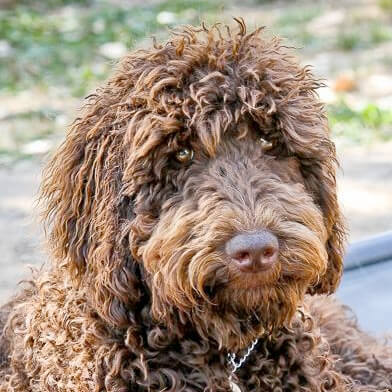 Profile of the face of a Labradoodle dog
