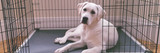 Dog Crate Beds Dog Crate Beds