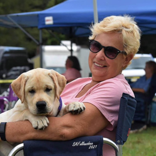Holly Farm Labradors