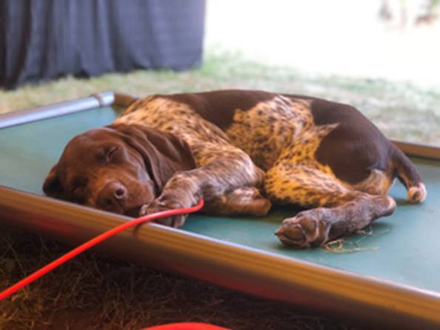 Dog on a Kuranda Bed