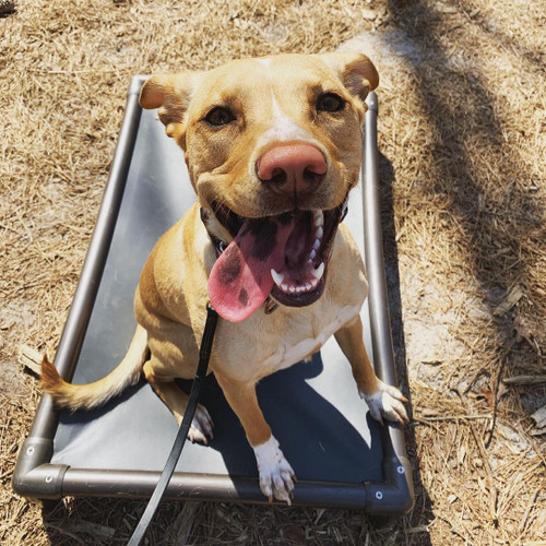 5 Things to Know About Your Pet’s Oral Health