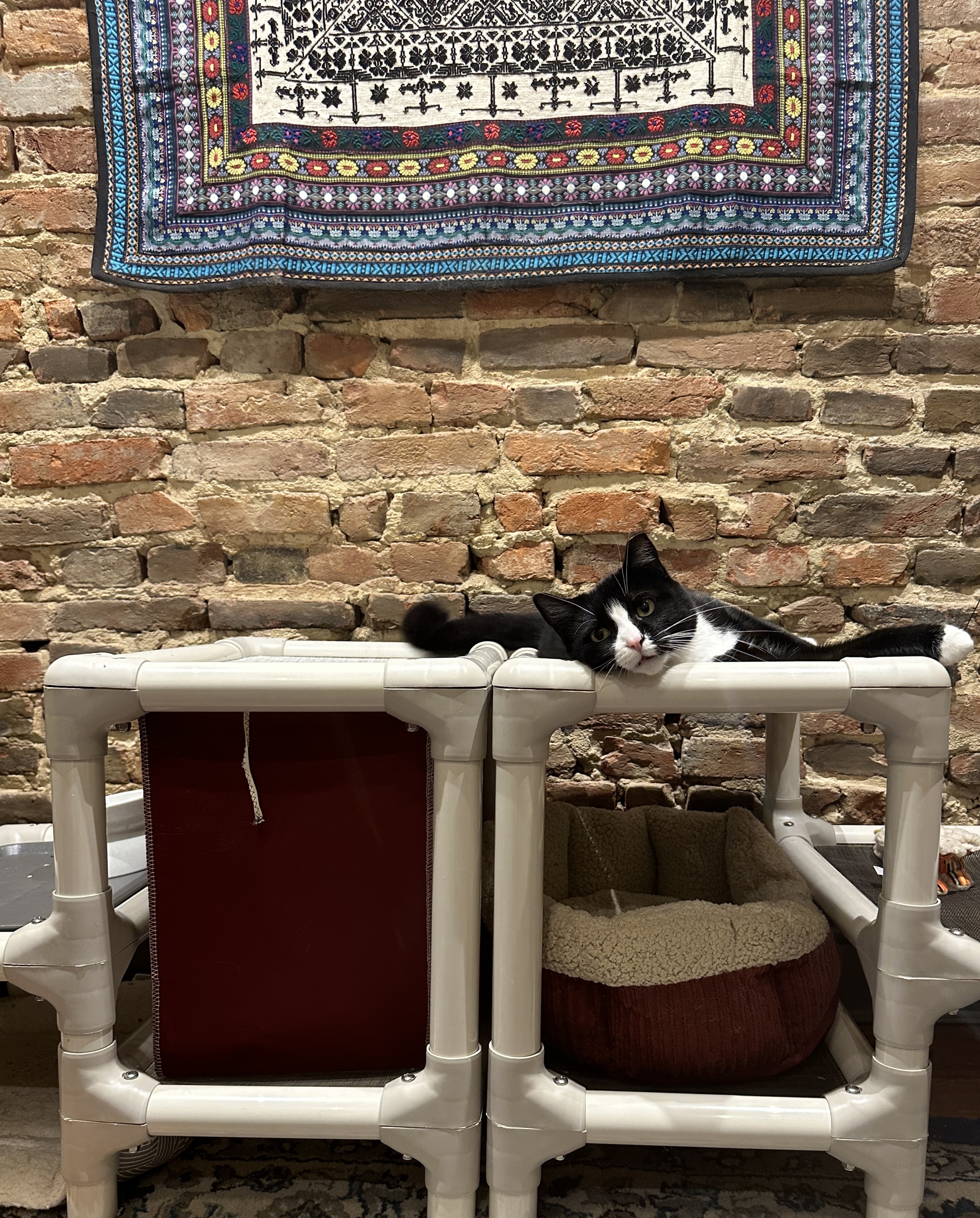 Tuxedo cat laying on a Kuranda cat tower in front of a brick wall