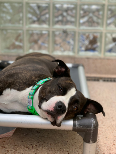 Top 5 Benefits of Fostering Animals in Need