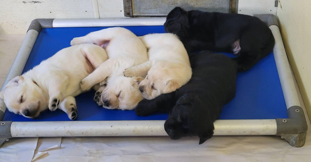 Holly Farms Puppies