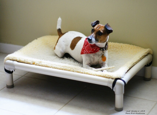 Stir-Crazy Canines? Not On Our Watch!