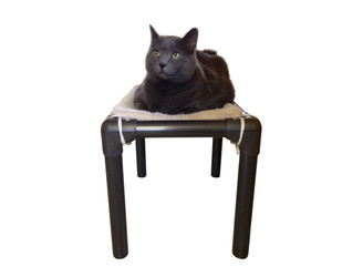 Cat resting on top a Kuranda Cat Bed with walnut frame