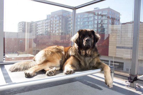 10 Things to Consider When Buying a Dog Bed