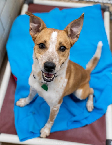 Kuranda ShelterBeds Wish List Program