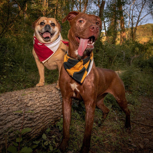 Top 10 Dog Friendly Hikes Near Baltimore, MD
