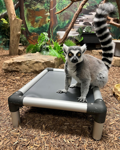 Kuranda and the Oglebay Good Zoo