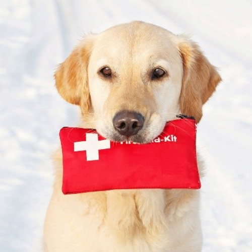 Basic Pet First Aid Tips