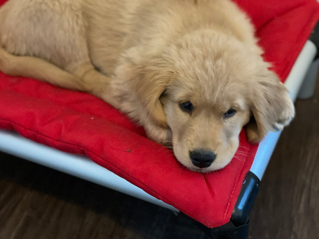Golden Retriever Sleeping on a Kuranda Bed