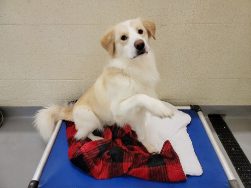 Shelter Shout Out: LifeLine Animal Project