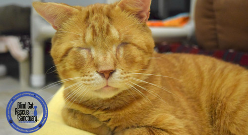 Shelter Shout Out: Blind Cat Rescue & Sanctuary