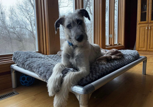 Dog Safety in Cold Weather