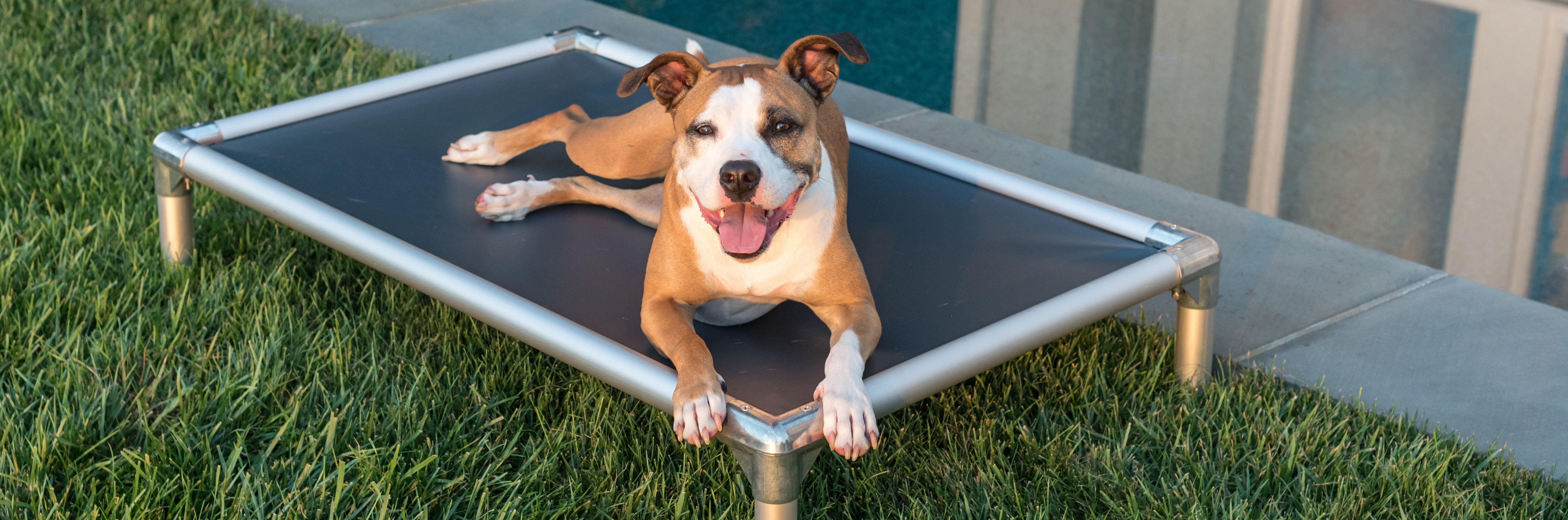 A dog resting on a Kuranda Dog Bed outdoors