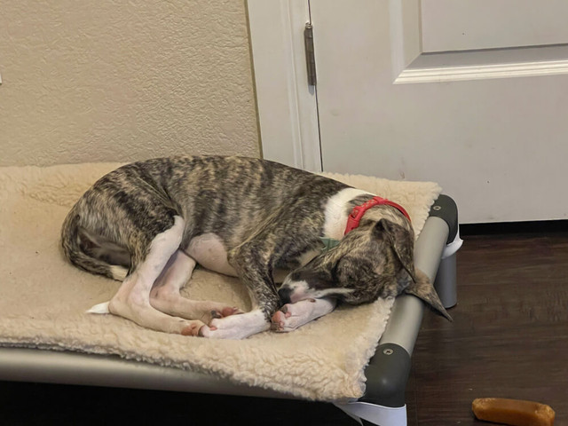 Whippet Rests on a Kuranda Dog Bed