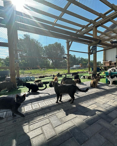 Shelter Shout Out: Furball Farm Cat Sanctuary